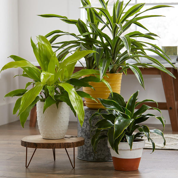 Planters & Pots