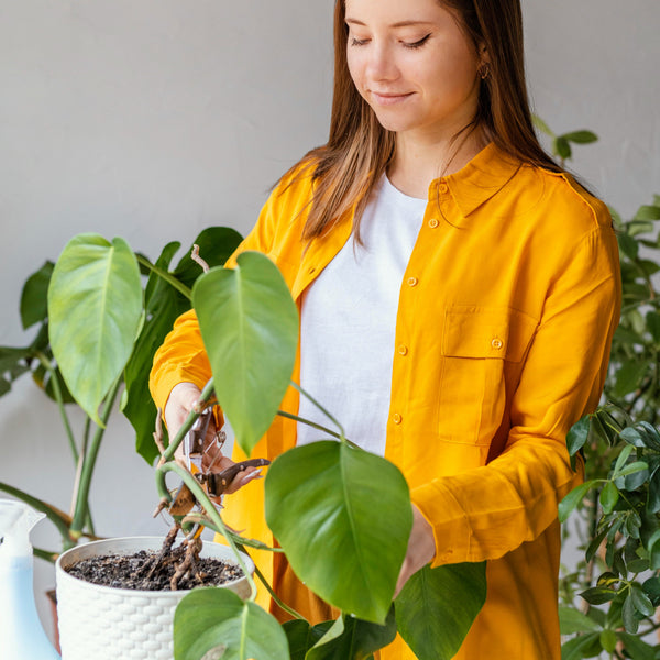 Seeds, Outdoor Plants & Houseplants