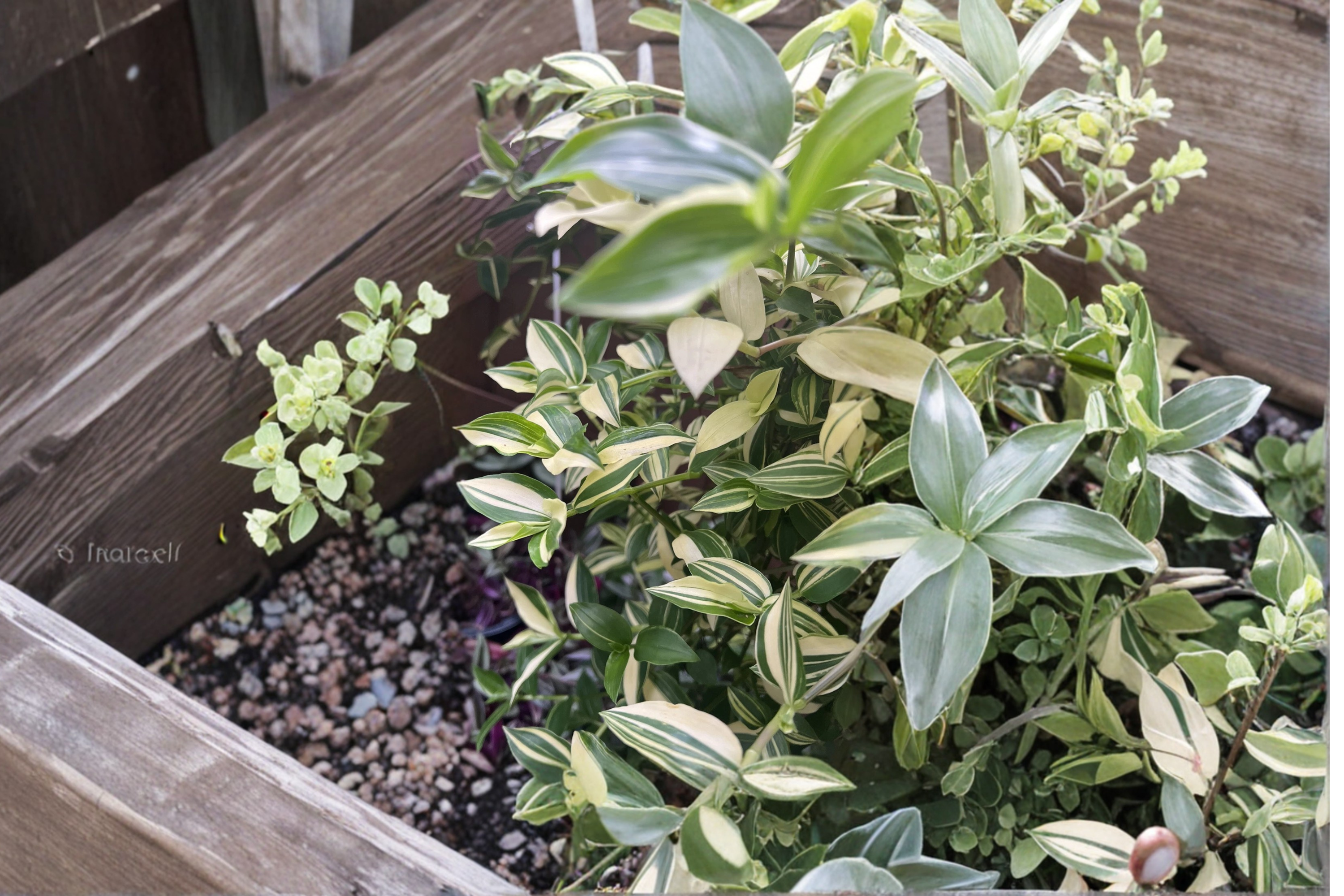 Cream Wandering Jew Cuttings Variegated Tradescantia Indoor Plant Set