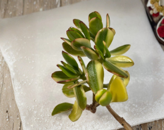 Variegated Lemon Lime Jade Crassula Ovata Unrooted Succulent Cutting Plant
