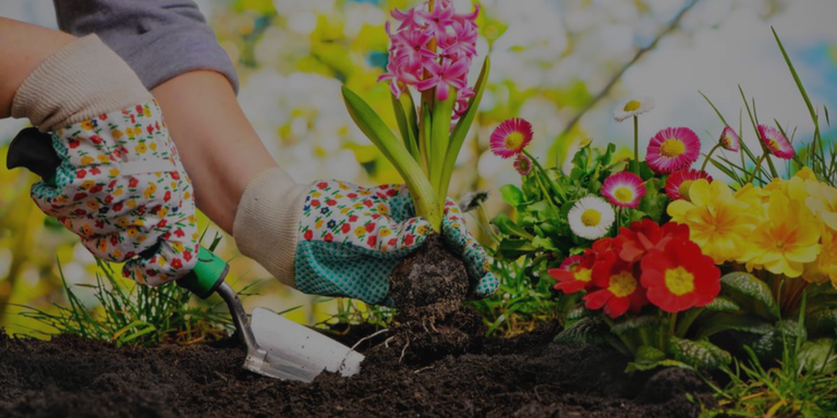 Person planting a flower in a garden with colorful gloves and a trowel.

