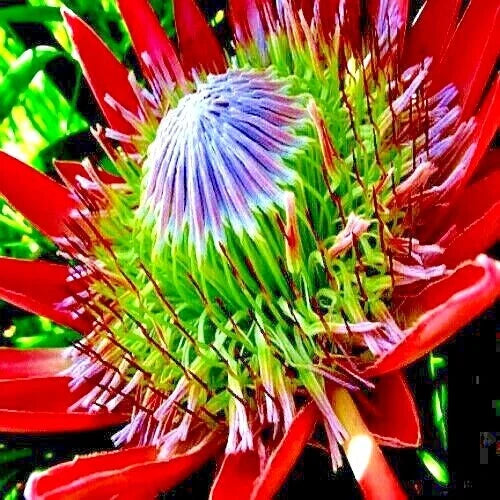 King Protea Seeds - 5 Count - Giant 12" Flowers - Protea cynaroides - Rare Exotic Garden Plant
