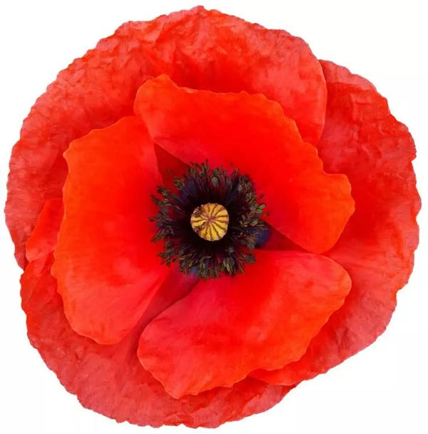 Red Poppy Seeds for Planting - 600 Count - Exotic Red Poppy (Papaver rhoeas)