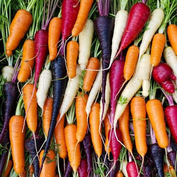 Rainbow Blend Carrot Seeds for Planting - 300 Seeds, Colorful Exotic Varieties, Daucus carota