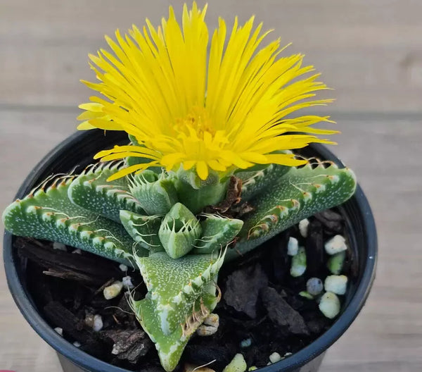 Faucaria Tigrina Potted Plant - 4" Diameter - Rare Exotic Succulent - Tiger's Jaw Plant