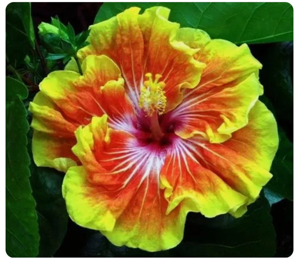 Small Rooted Starter Plant - Tahitian Sunset Splendor Tropical Hibiscus - Exotic Hibiscus rosa-sinensis