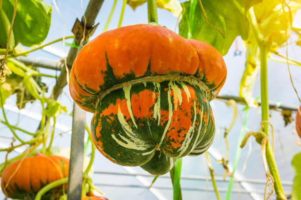 Turkish Turban Seeds - 10 Pack - Colorful Exotic Gourds - Cucurbita maxima