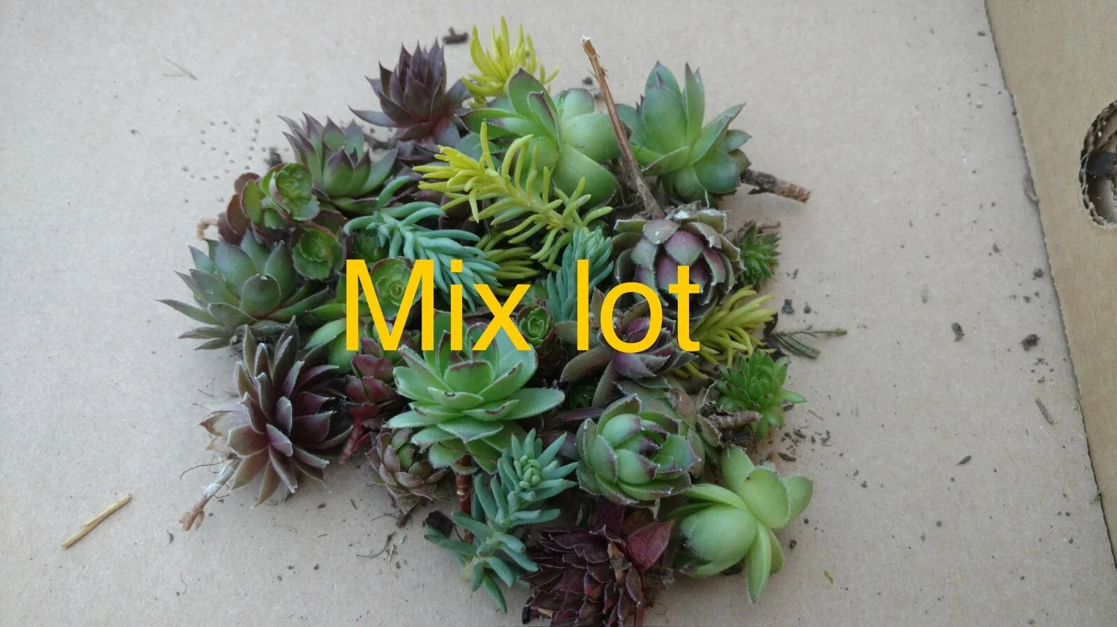 20 Live Hardy Succulents Hens and Chicks Mixed Lot Sempervivum Sedum for Garden, Zones 4-8, Non-Potted, Easy Care