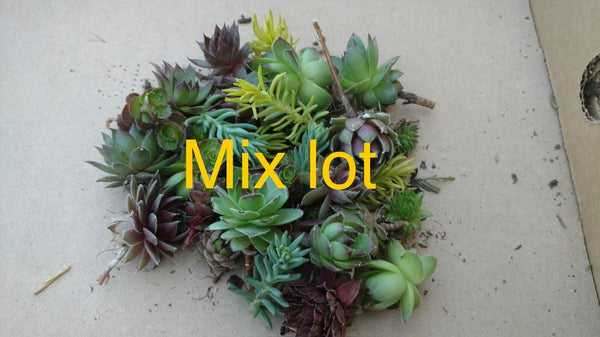 20 Live Hardy Succulents Hens and Chicks Mixed Lot Sempervivum Sedum for Garden, Zones 4-8, Non-Potted, Easy Care
