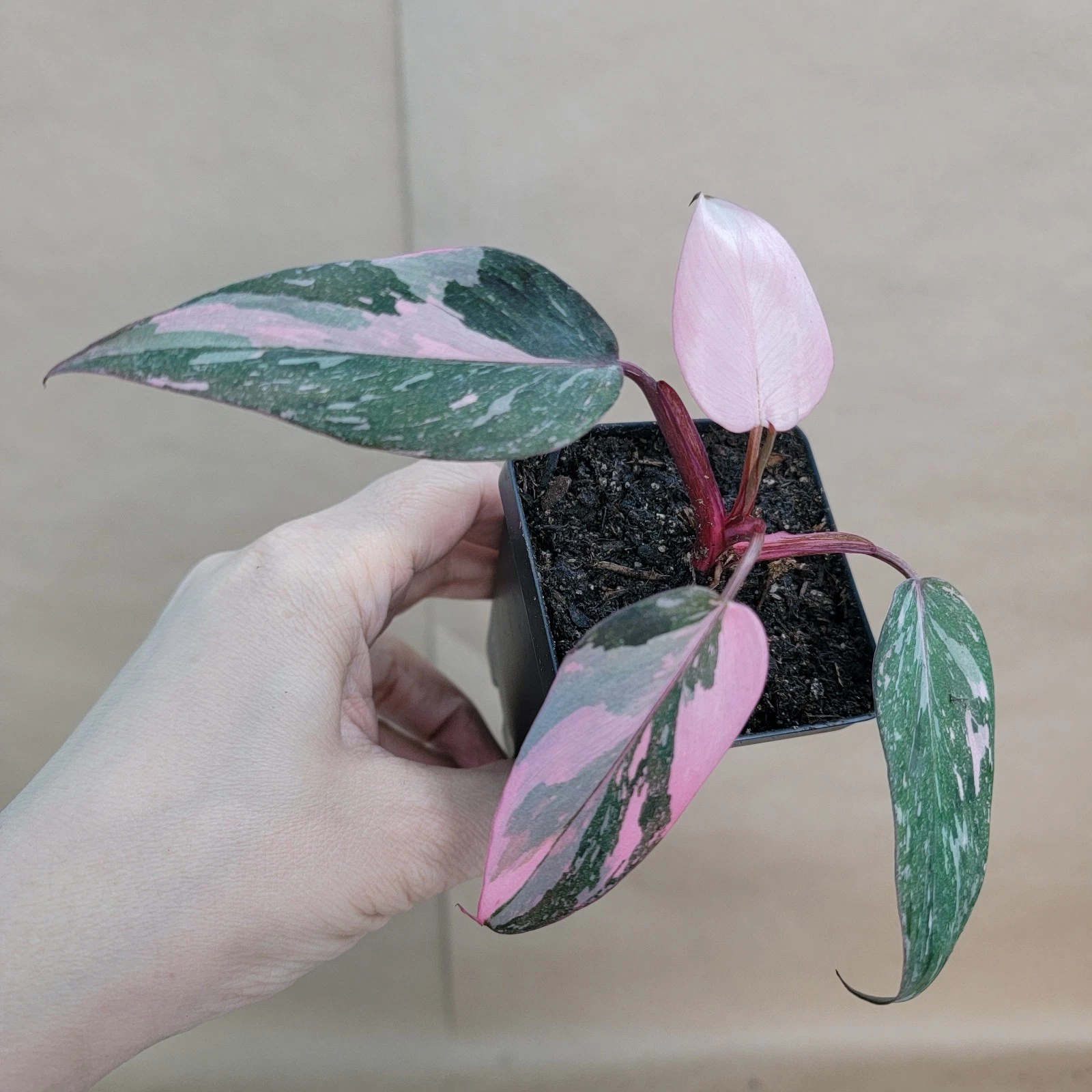 Philodendron Pink Princess Live Plant Variegated Leaves 3-Inch Pot