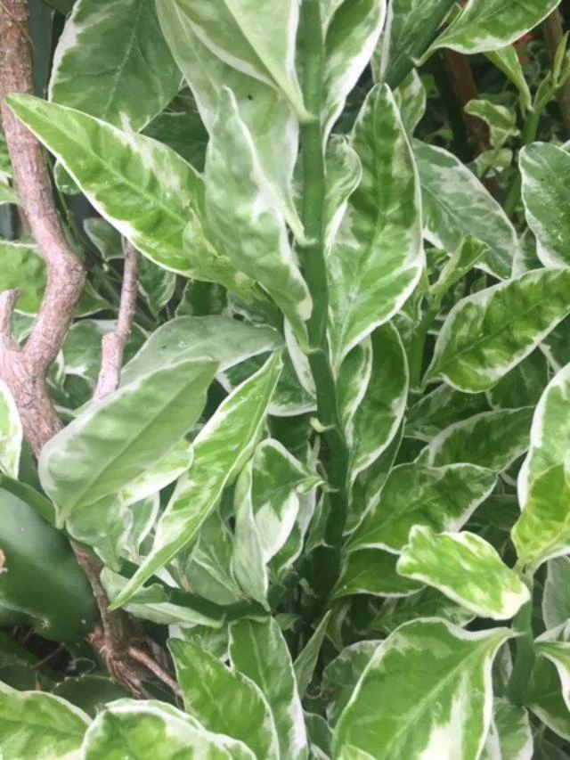 Devil’s Backbone Variegata Plant Cuttings Rooted Starter Indoor Plant