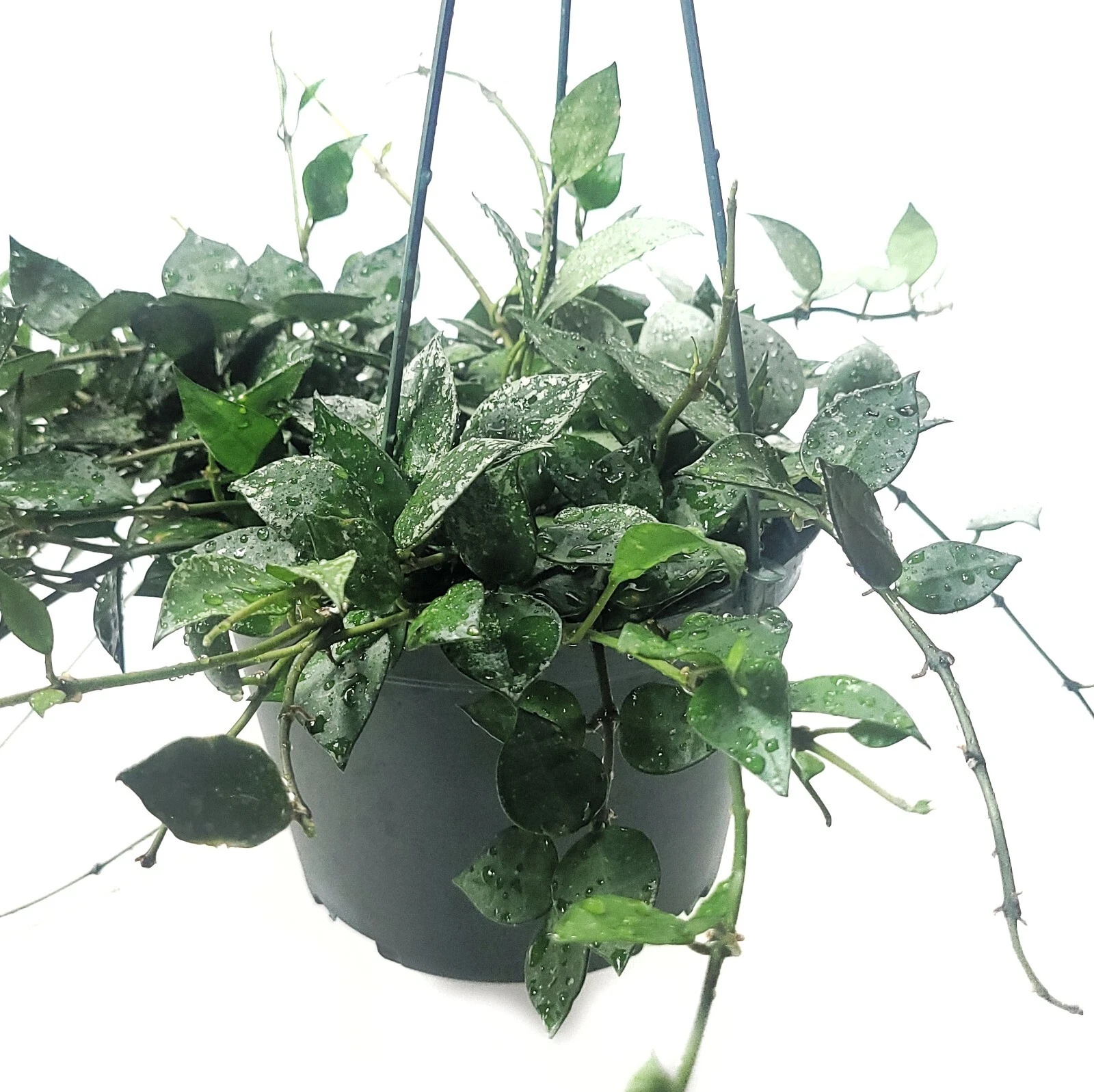 Hoya Krohniana Eskimo Silver Variegated 6 Inch Indoor Plant