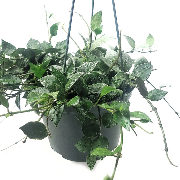 Hoya Krohniana Eskimo Silver Variegated 6 Inch Indoor Plant
