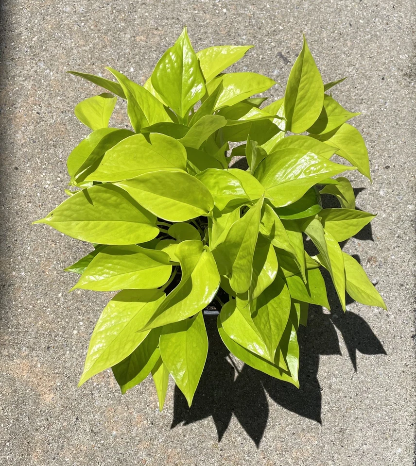 Pothos Cuttings Combo Marble Queen Neon Jade Indoor Plants