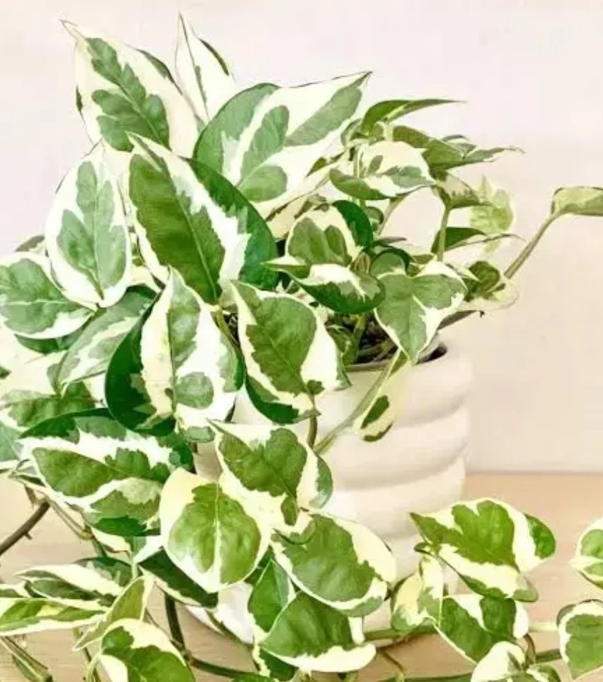 N’Joy Pothos Cuttings Unrooted Variegated Indoor Plant Propagation Set