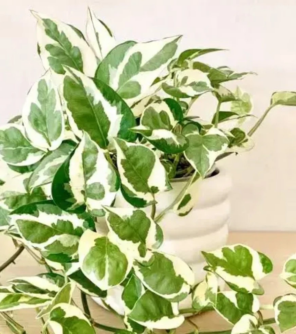 N’Joy Pothos Cuttings Unrooted Variegated Indoor Plant Propagation Set