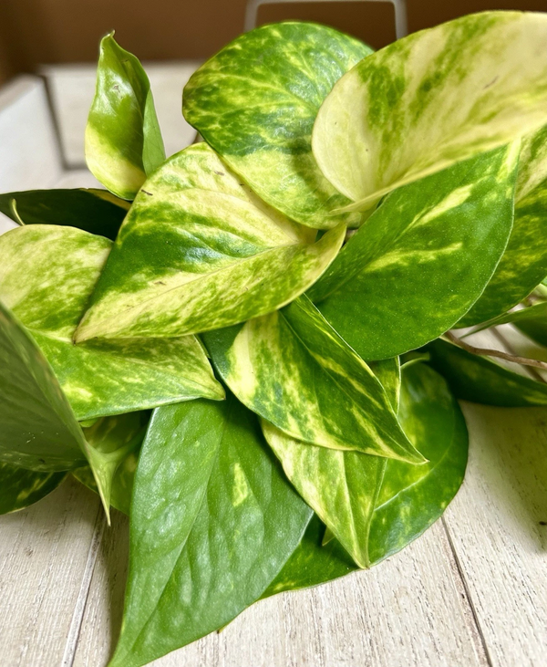 Rooted Pothos Cuttings Epipremnum Aureum Indoor Live Plant Set