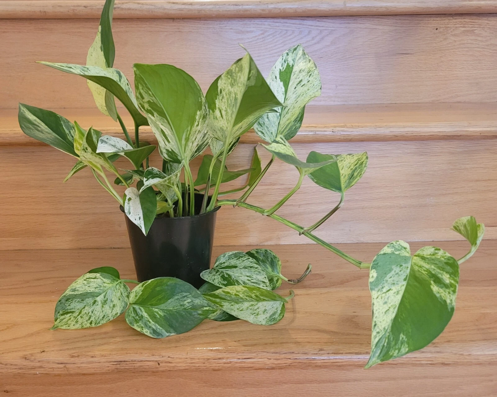 Golden Jade Pothos Cuttings Unrooted Variegated Indoor Plant Set