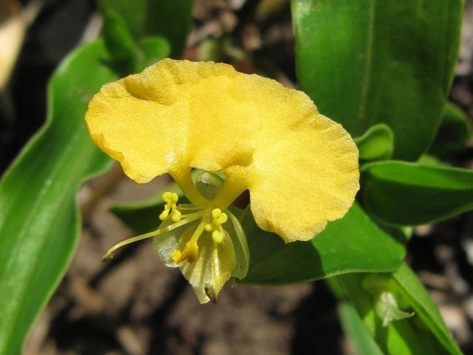 Commelina Africana Yellow Spiderwort Trailing Indoor Plant Cuttings Live