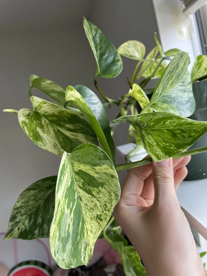 Pothos Cuttings Combo Marble Queen Neon Jade Indoor Plants