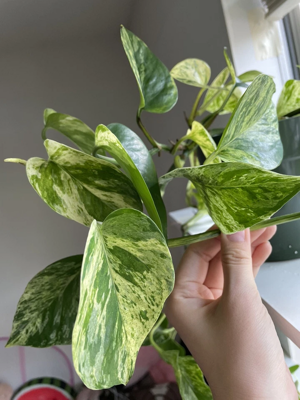 Pothos Cuttings Combo Marble Queen Neon Jade Indoor Plants