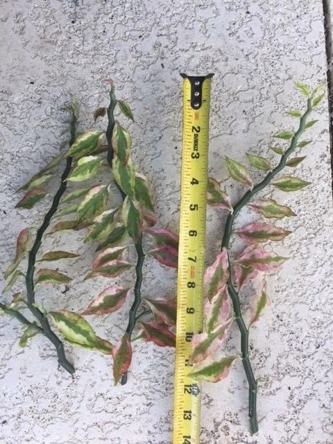 Devil’s Backbone Variegata Plant Cuttings Rooted Starter Indoor Plant