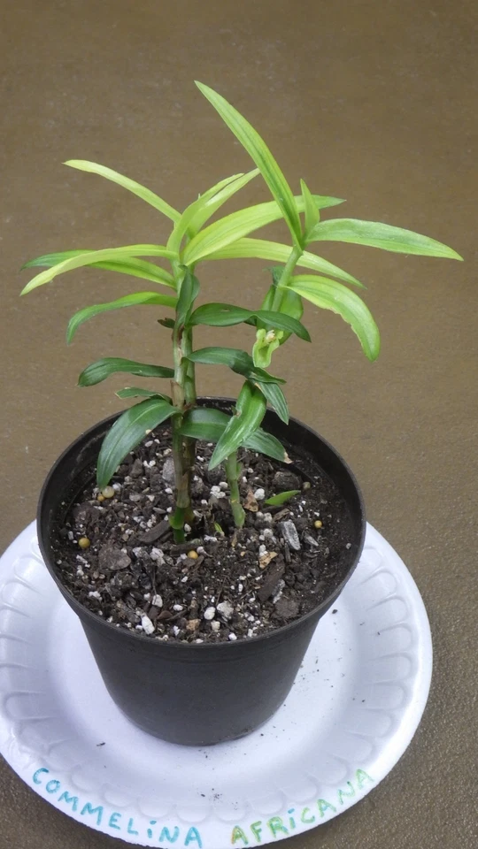 Commelina Africana Yellow Spiderwort Trailing Indoor Plant Cuttings Live