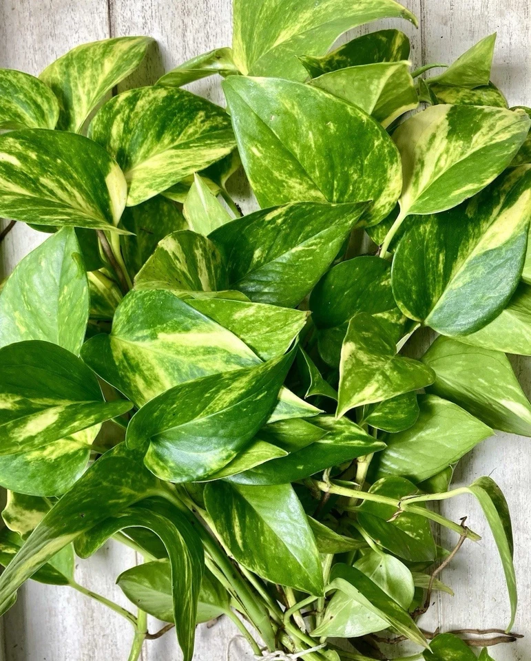 Rooted Pothos Cuttings Epipremnum Aureum Indoor Live Plant Set