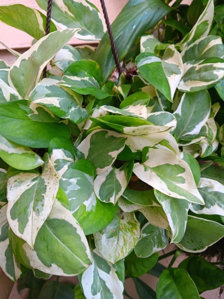 N’Joy Pothos Cuttings Unrooted Variegated Indoor Plant Propagation Set