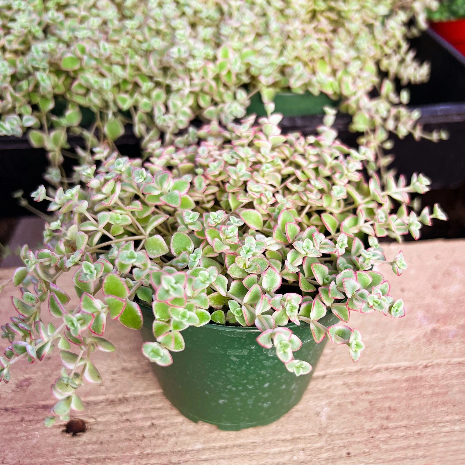 Crassula Sedum Little Missy Rooted Succulent Plant 4-Inch Pot