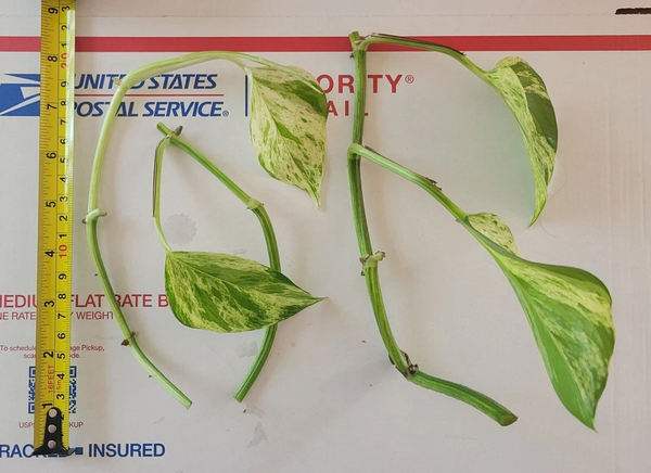 Golden Jade Pothos Cuttings Unrooted Variegated Indoor Plant Set