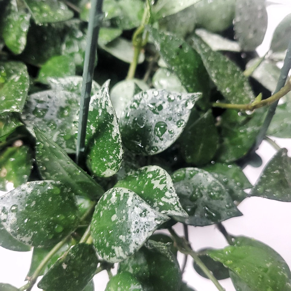 Hoya Krohniana Eskimo Silver Variegated 6 Inch Indoor Plant