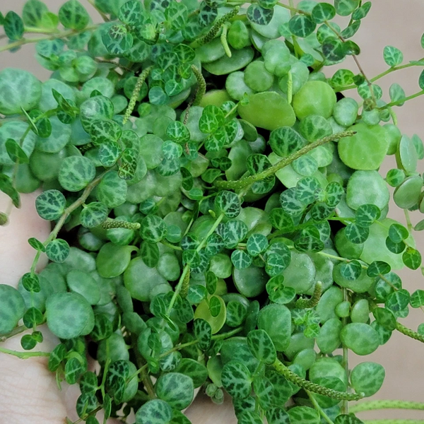 Peperomia Prostrata String of Turtles Trailing Indoor Plant 3-Inch