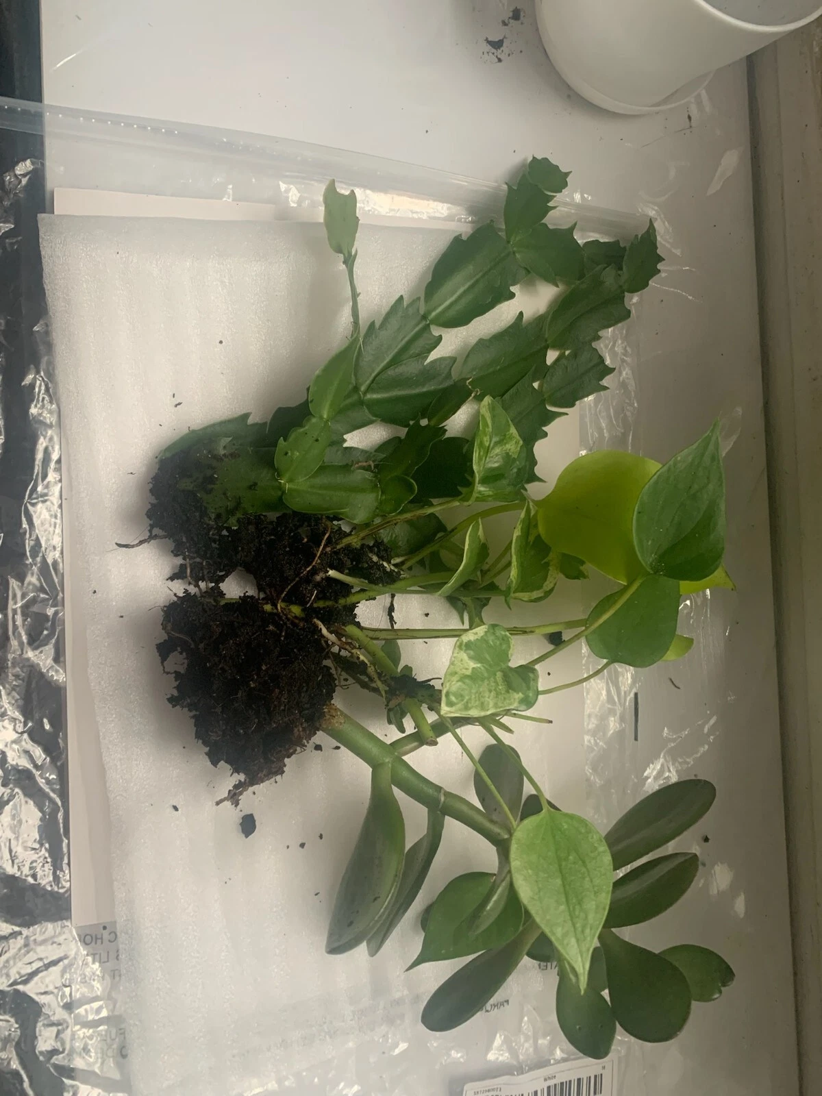 Rooted Indoor Plant Set Jade Cactus Pothos Mixed Houseplants