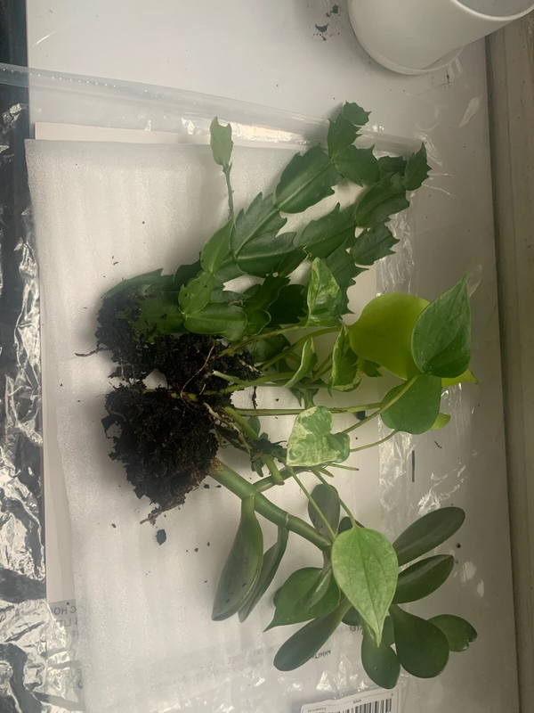 Rooted Indoor Plant Set Jade Cactus Pothos Mixed Houseplants