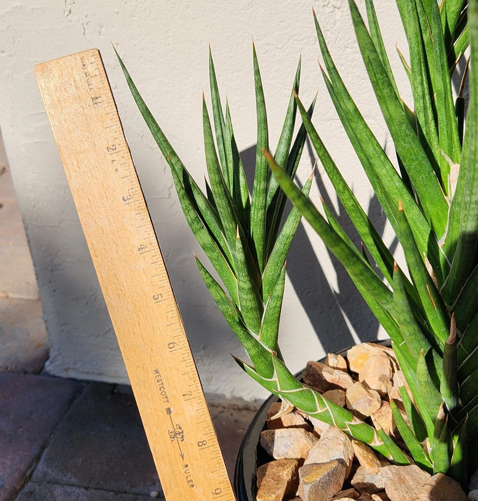 Sansevieria Francisii Snake Plant Cutting Live Succulent Indoor Plant