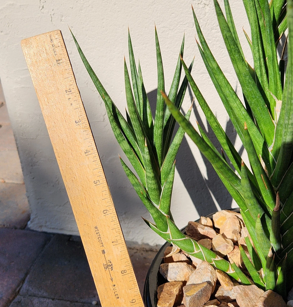 Sansevieria Francisii Snake Plant Cutting Live Succulent Indoor Plant